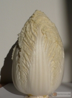 Brassica rapa ssp. pekinensis -- Chinakohl